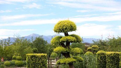 Cloud pruned tree in garden