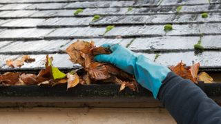 A gloved hand removing leaves from the gutter