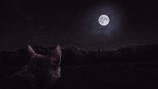 A wolf looks at the full moon