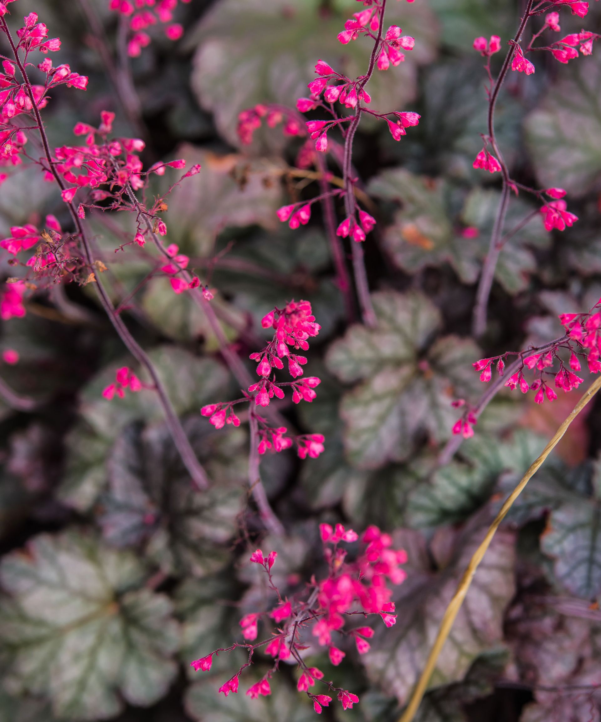 coral bells with deep pink blooms