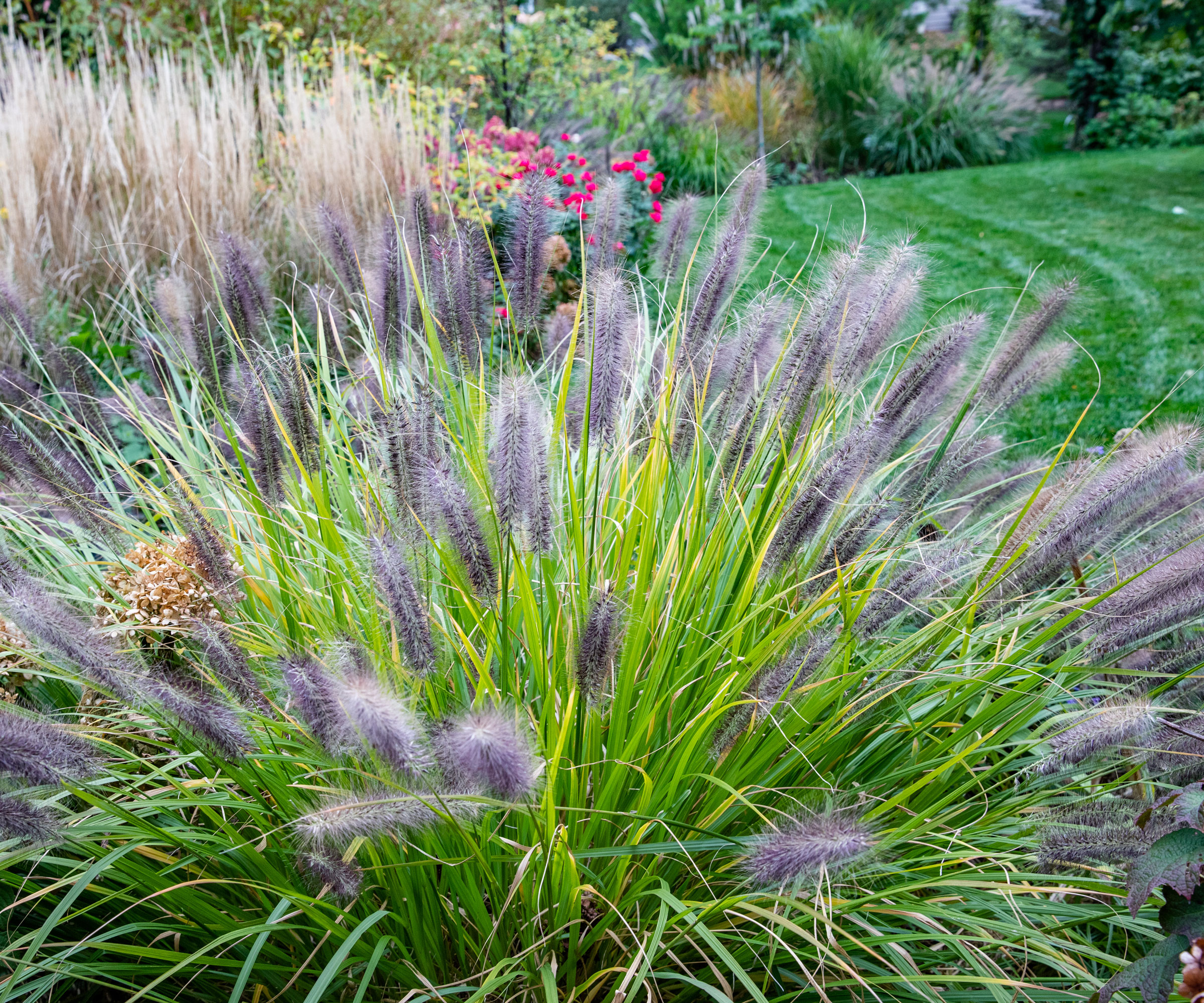 bottlebrush grass in back garden