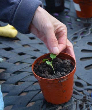 Potting up a hollyhock seedling