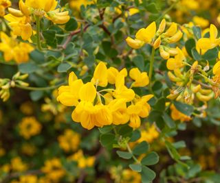 Yellow flowers of Coronilla glauca