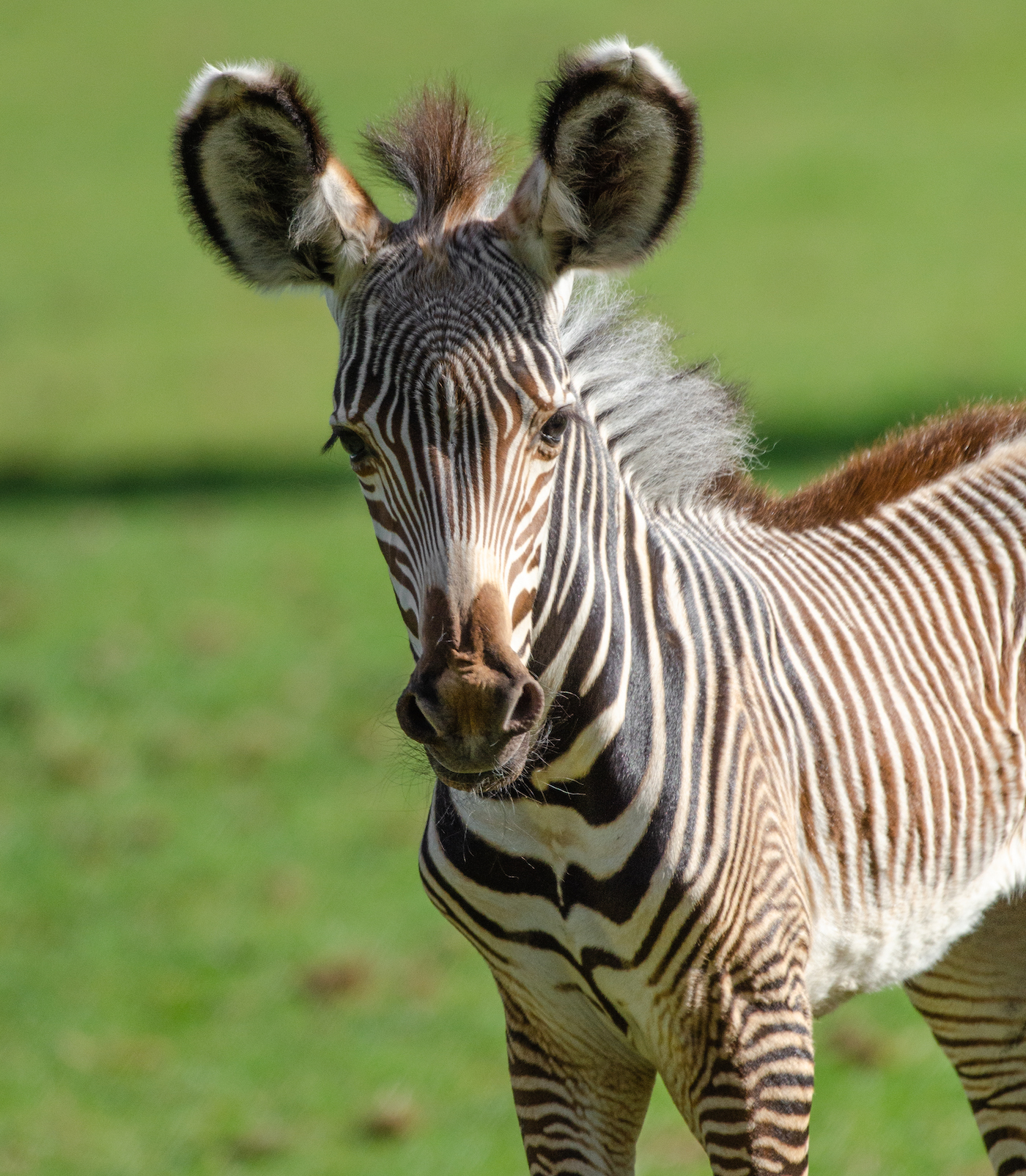 PhotosByGemma-Grevys-zebra-foal-6