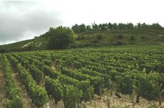 Premier Cru Chablis 2022