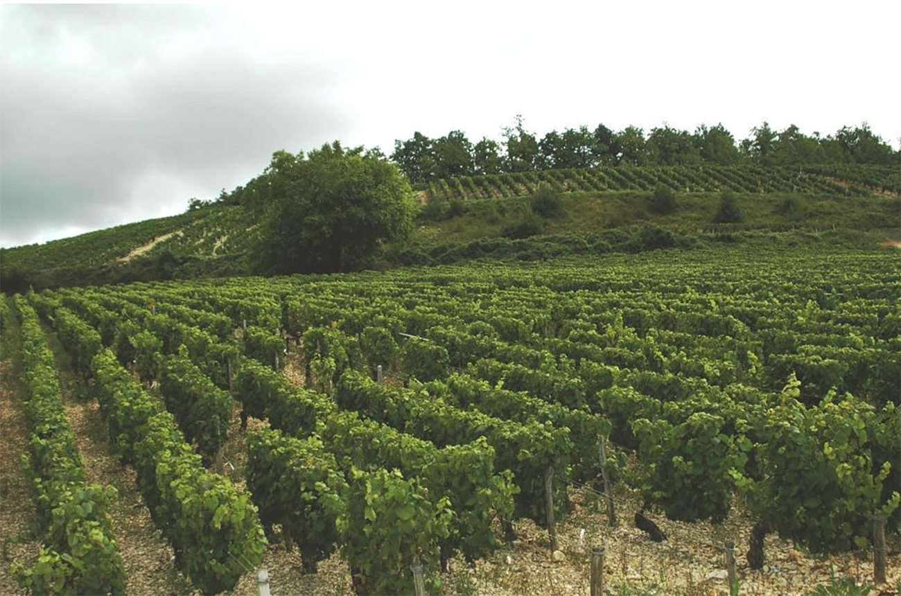 Premier Cru Chablis 2022