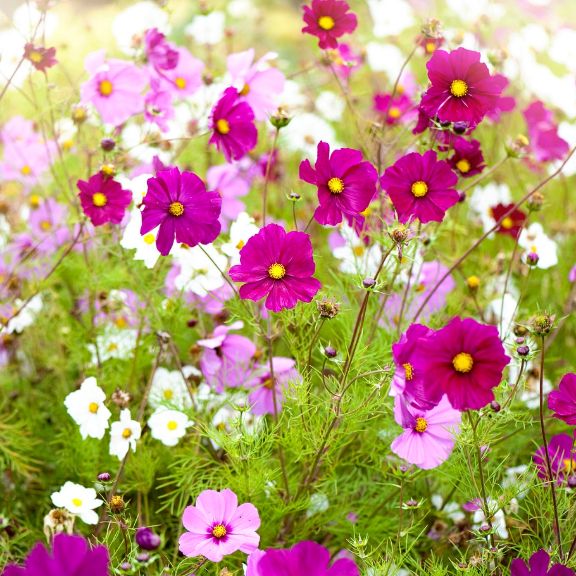 Top 10 Flowers To Grow For Weddings Gardening Know How