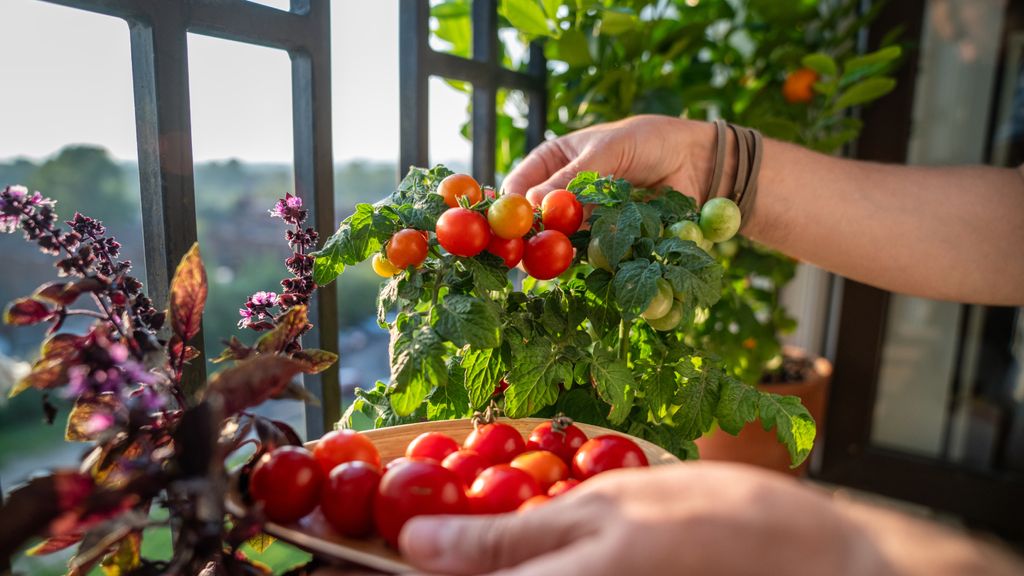 Best Tomatoes For Containers: 10 Varieties For Small Spaces | Gardening