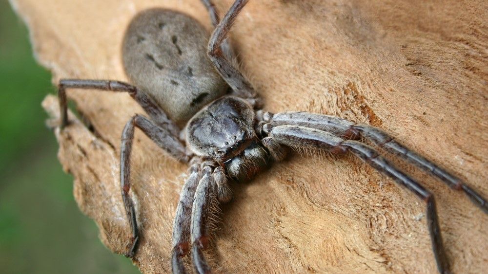 Giant Huntsman Spider: The Largest Spider By Leg Span 