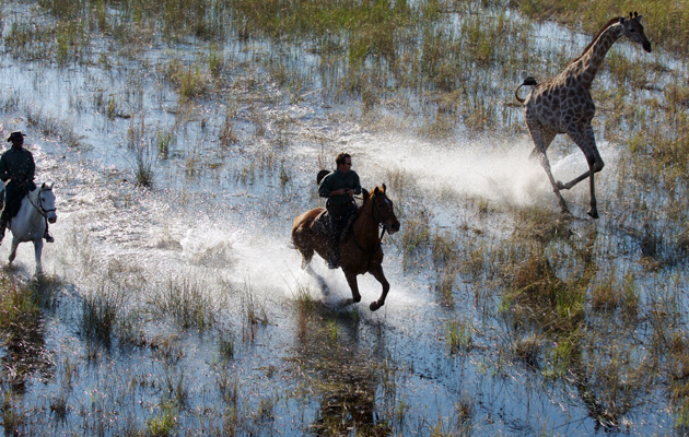 NEW-BOTSWANA-Giraffe-canter-6.jpg