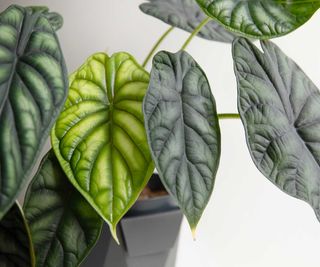 alocasia leaves