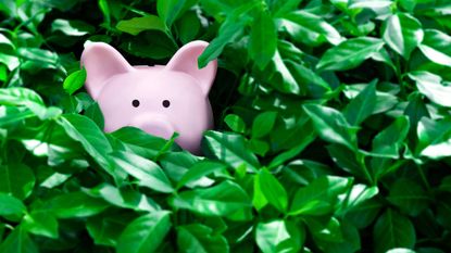 A pink piggy bank's face peeks out from between the branches of a bush.