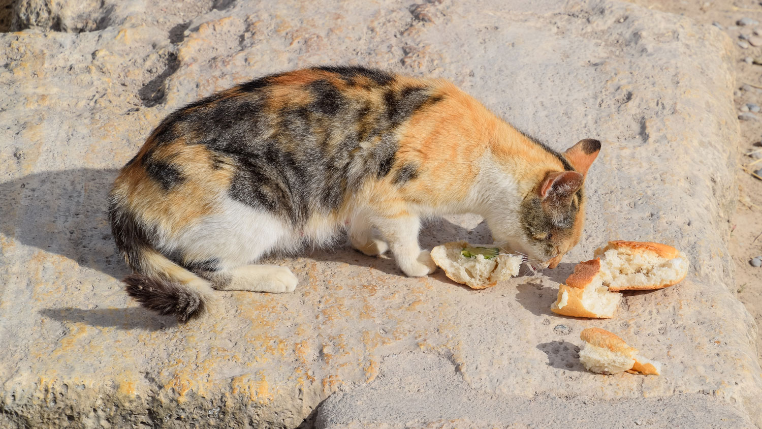 A cat eating some bread off the ground