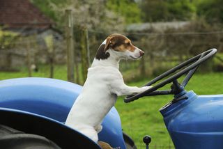 famous jack russell terriers