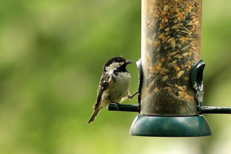 Bird Eating Seed Out Of A Bird Feeder