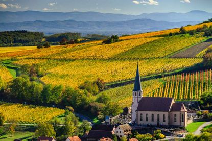 Alsace Pinot Noir