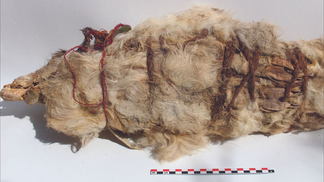 The Inca bound the llamas' limbs with rope before likely burying them alive.