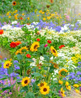A meadow garden with yellow, purple, blue, and white flowers dotted all round it and green grass in between it