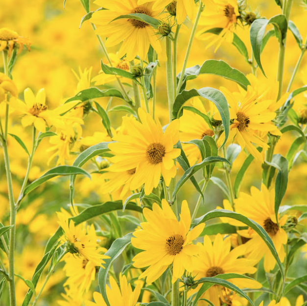 Maximillian Sunflower