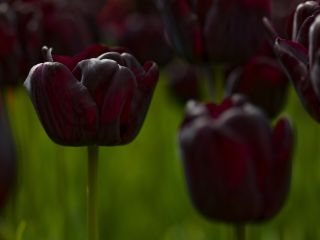 Black plants: tulip Queen of the Night