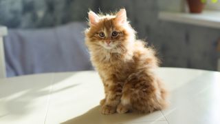 Kurilian Bobtail