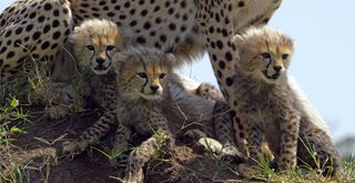 Cheetah cubs in Serengeti