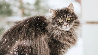 Cat outside in snow