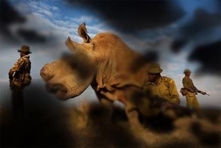 A white rhino stands proud against a blue, but cloudy sky. It is guarded by three Black men with rifles, wearing army fatigues and matching hats. The whole scene is partially obstructed by black clouds, as it would be for a viewer with diabetic retinopathy.
