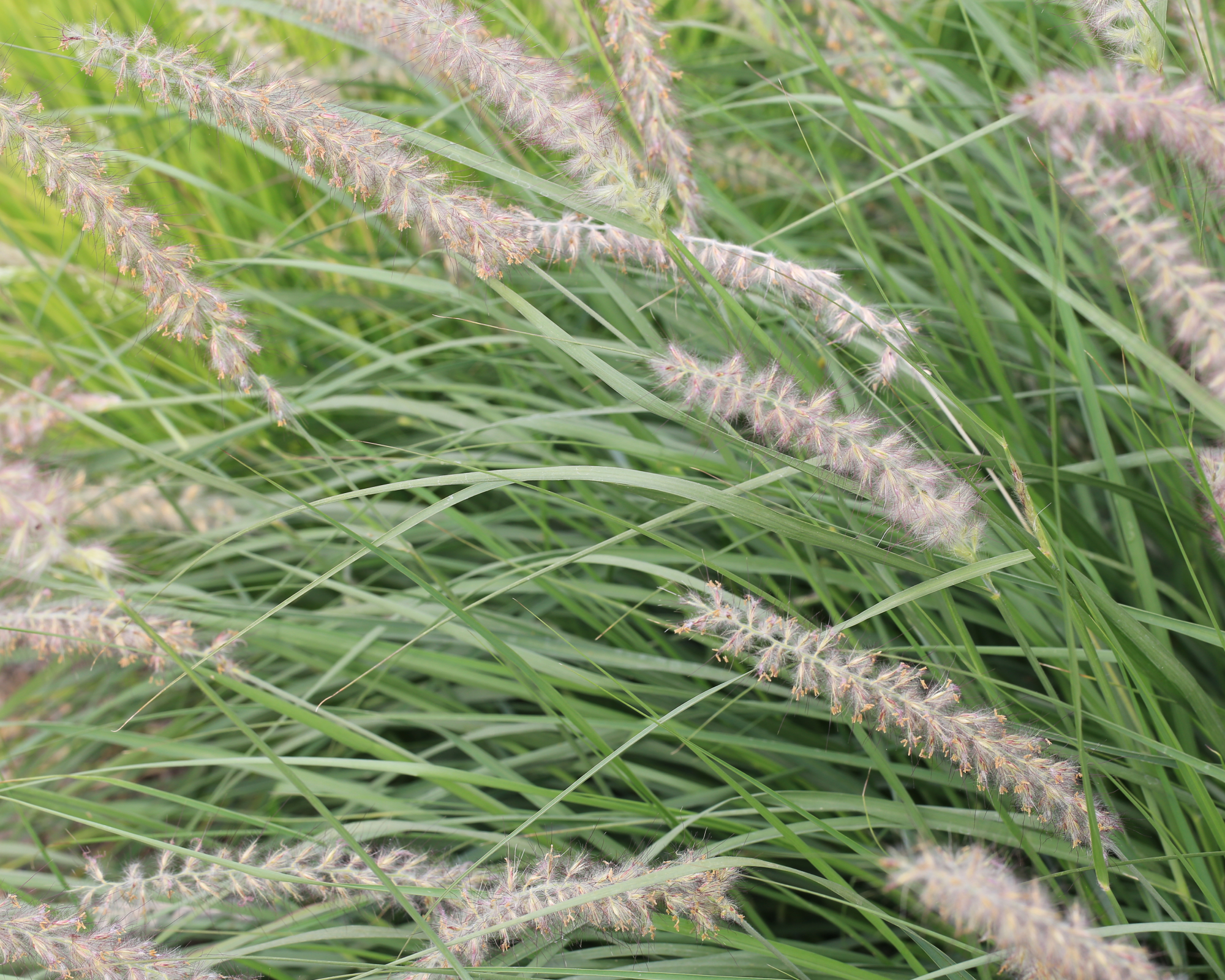 Blooming blue stem grass in sunny August