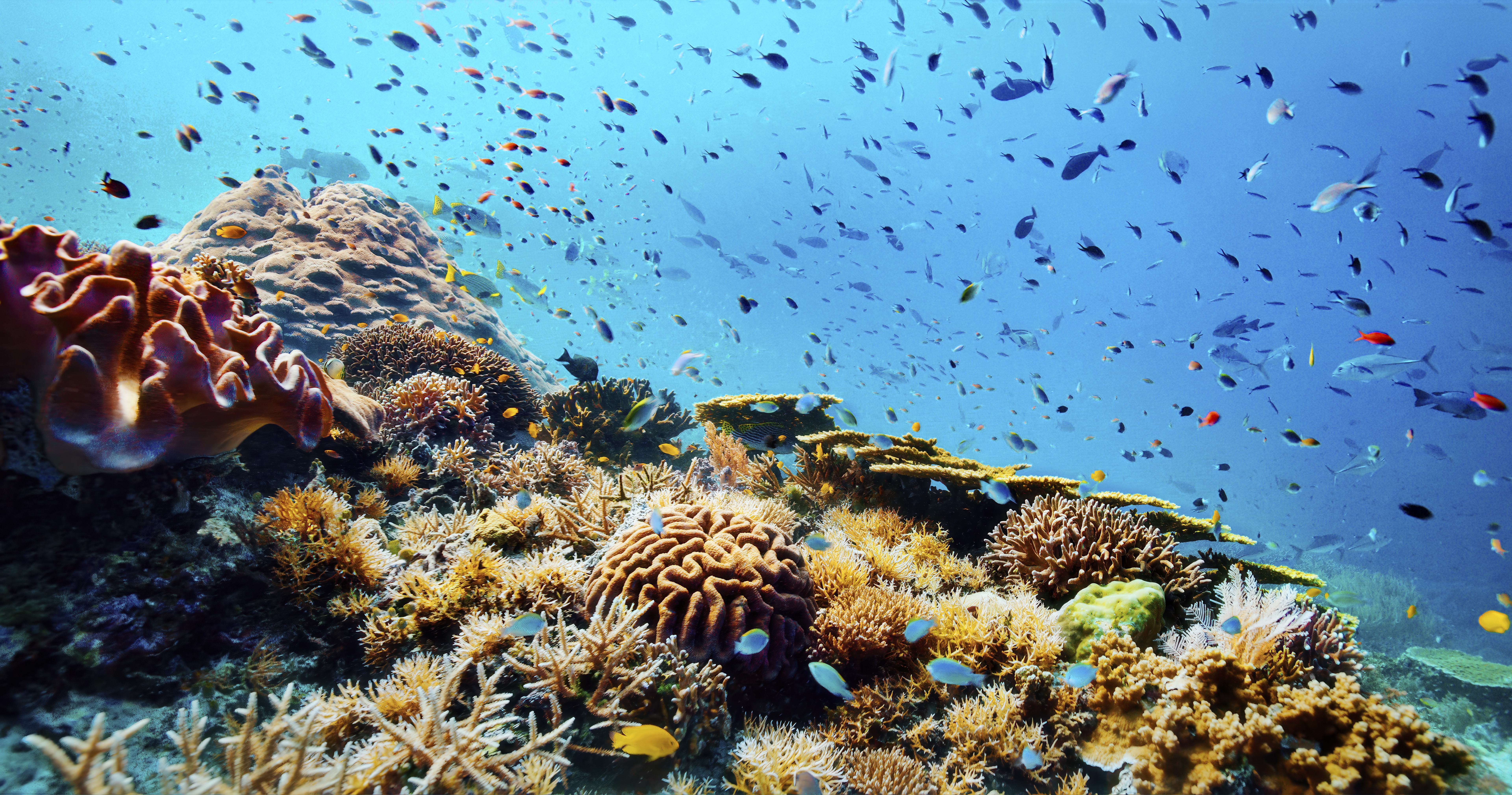 Coral reef