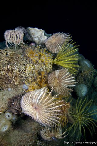 sea lilies and feather stars from the deep sea.