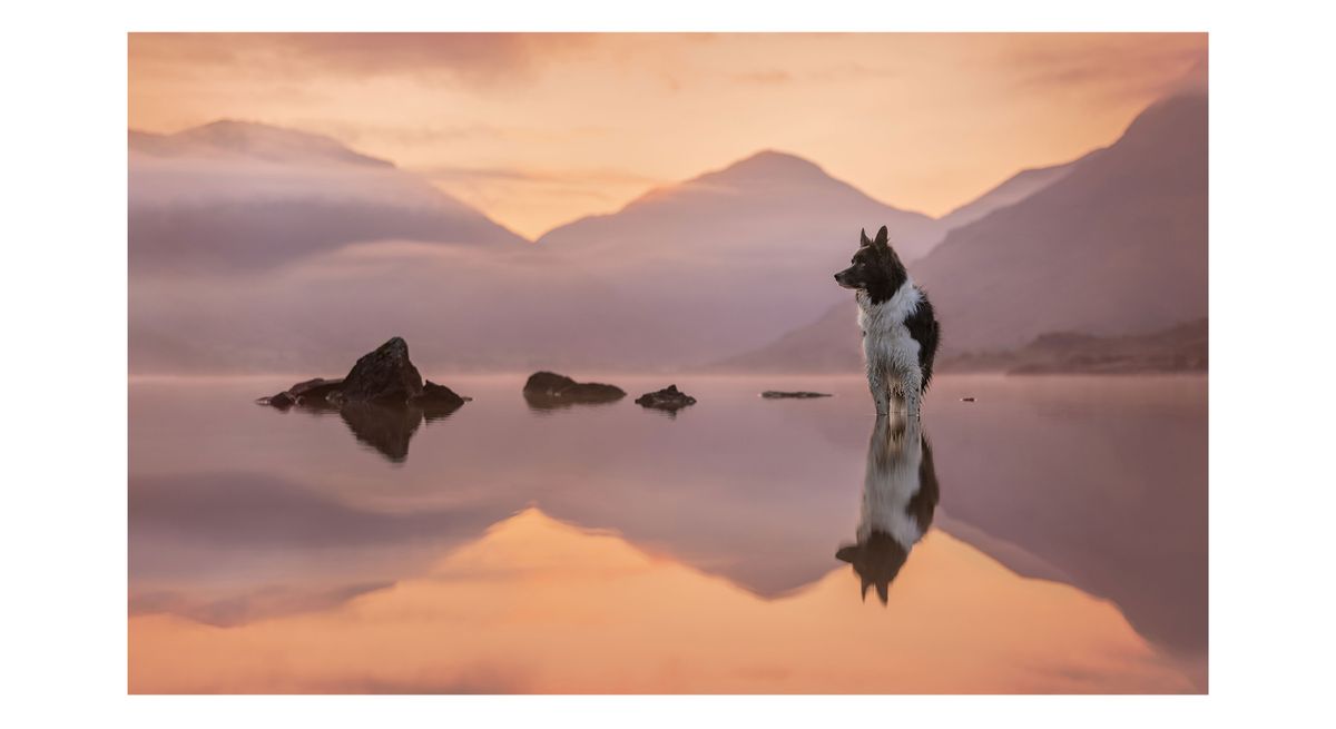 Photograph of a dog called Alfie by photographer Jess McGovern, one of the speakers at The Photography &amp; Video Show 2024