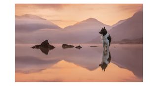 Photograph of a dog called Alfie by photographer Jess McGovern, one of the speakers at The Photography & Video Show 2024