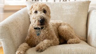 Hypoallergenic dog breeds - Soft Coated Wheaten Terrier lying on couch