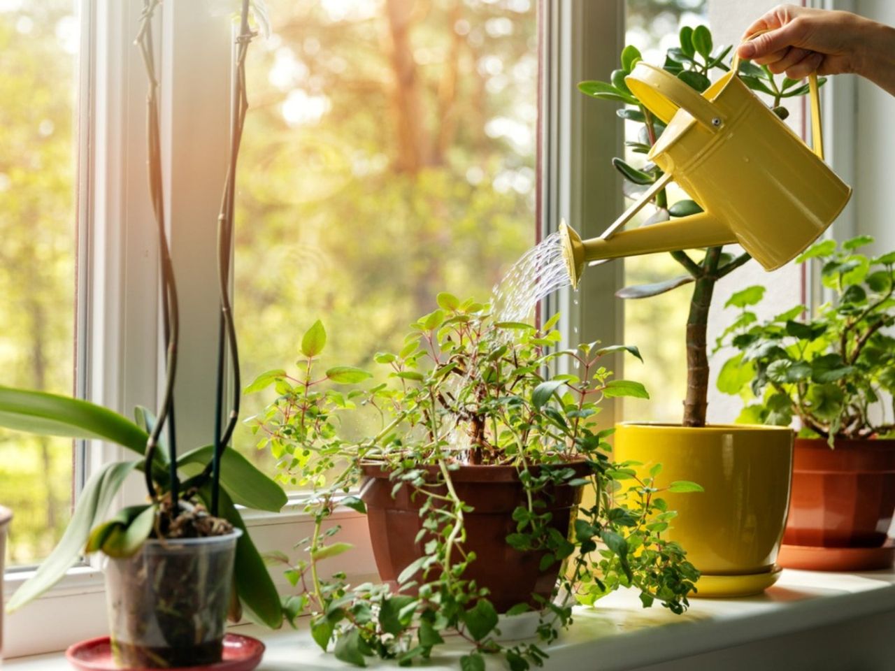 Watering Of Houseplants