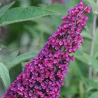 Buddleja 'Buzz Velvet' at Thompson &amp; Morgan