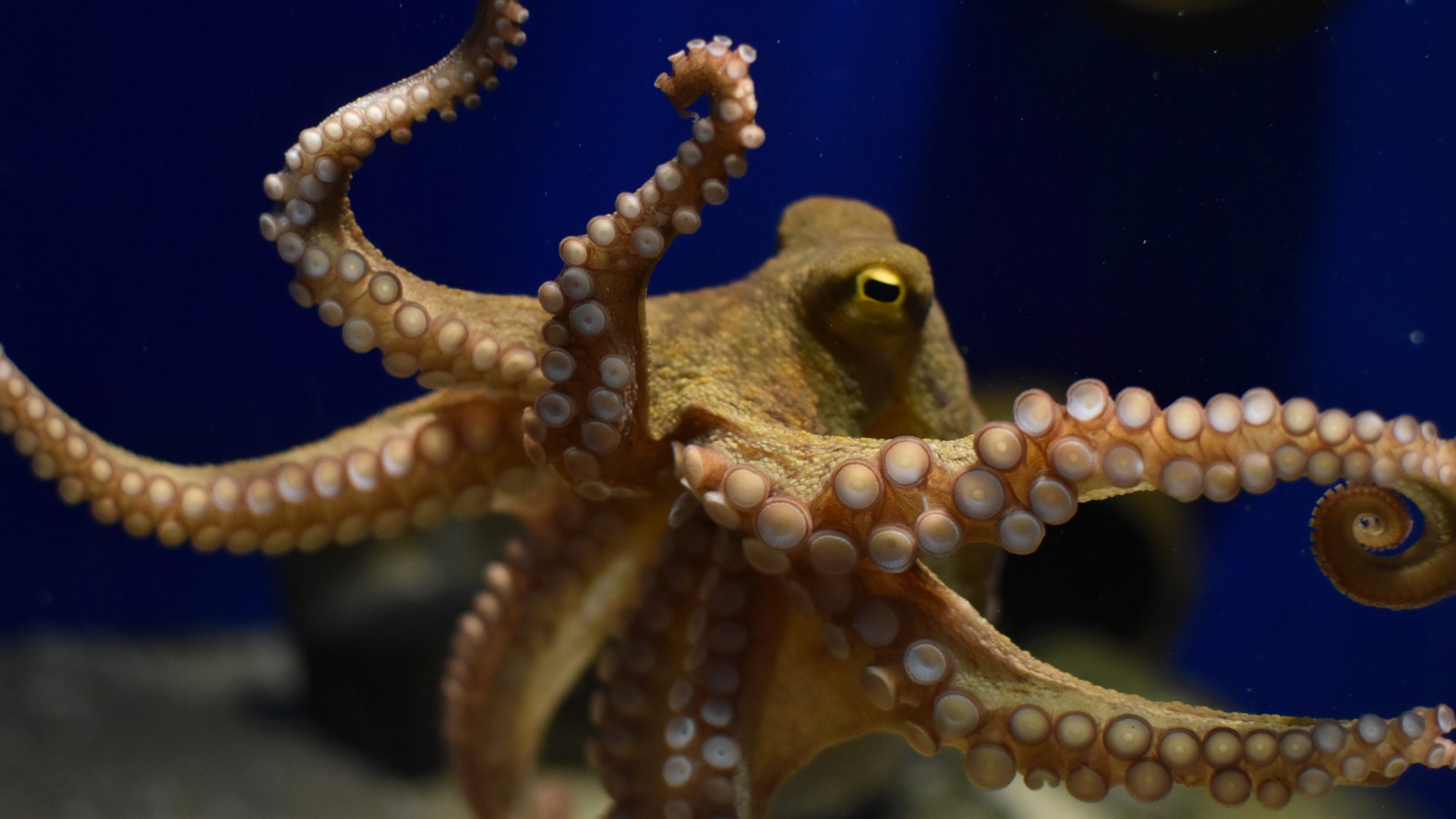 An octopus swims in the ocean.
