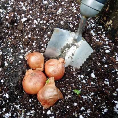 Shallot Sets On Soil Next To A Small Garden Shovel