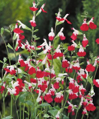 red and white salvias