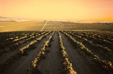 Jerez wines, Bodegas Barbadillo vineyard