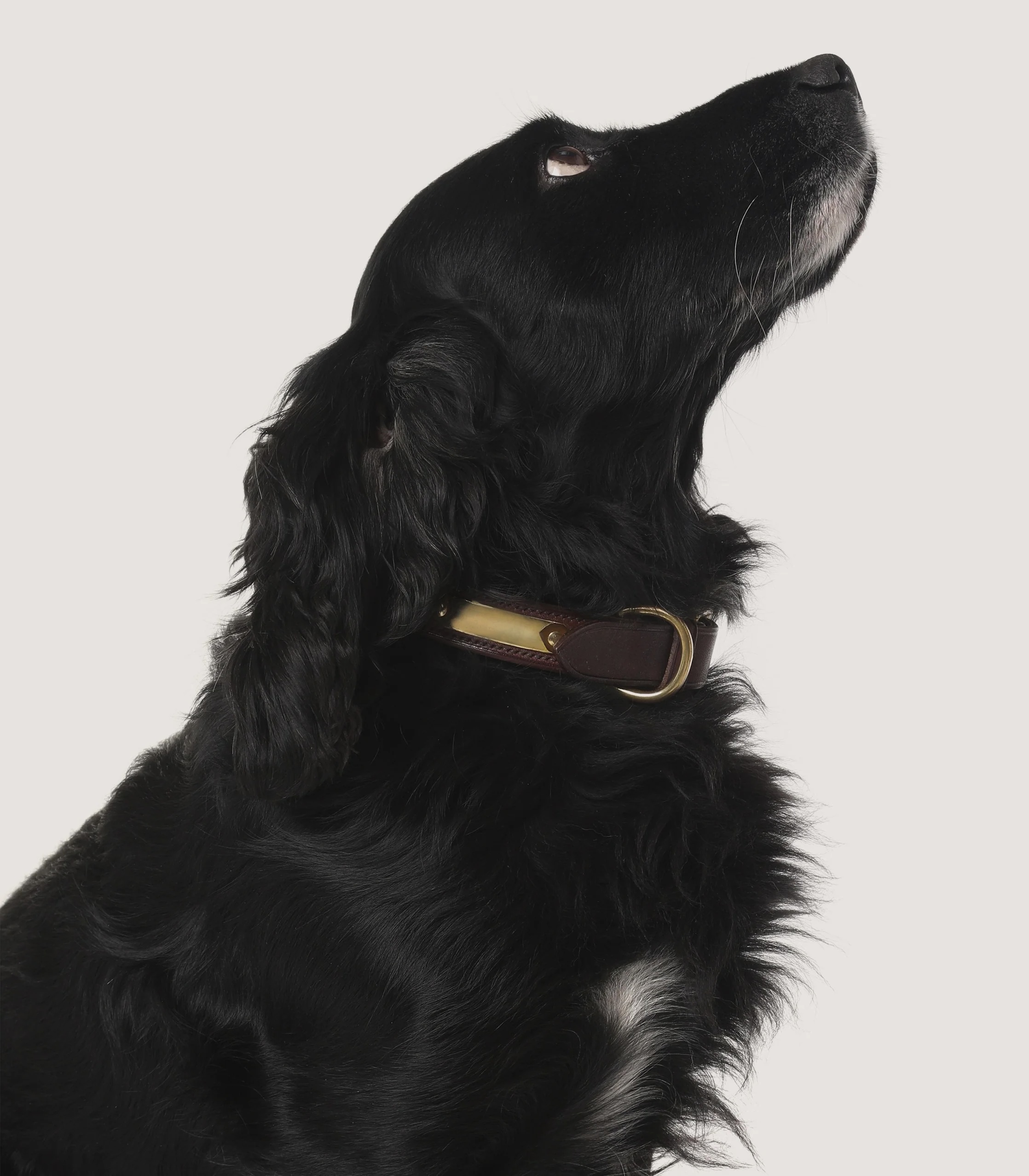 Purdey bridle dog collar in Brown