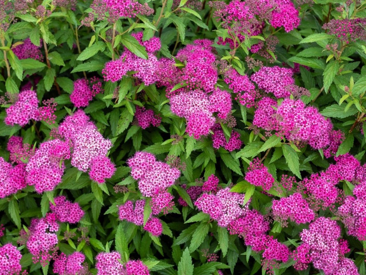 Pink Flowering Low Maintenance Shrubs