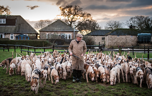 Huntsman Philip Hague and the VWH hounds as they leave the kennels on morning exercise