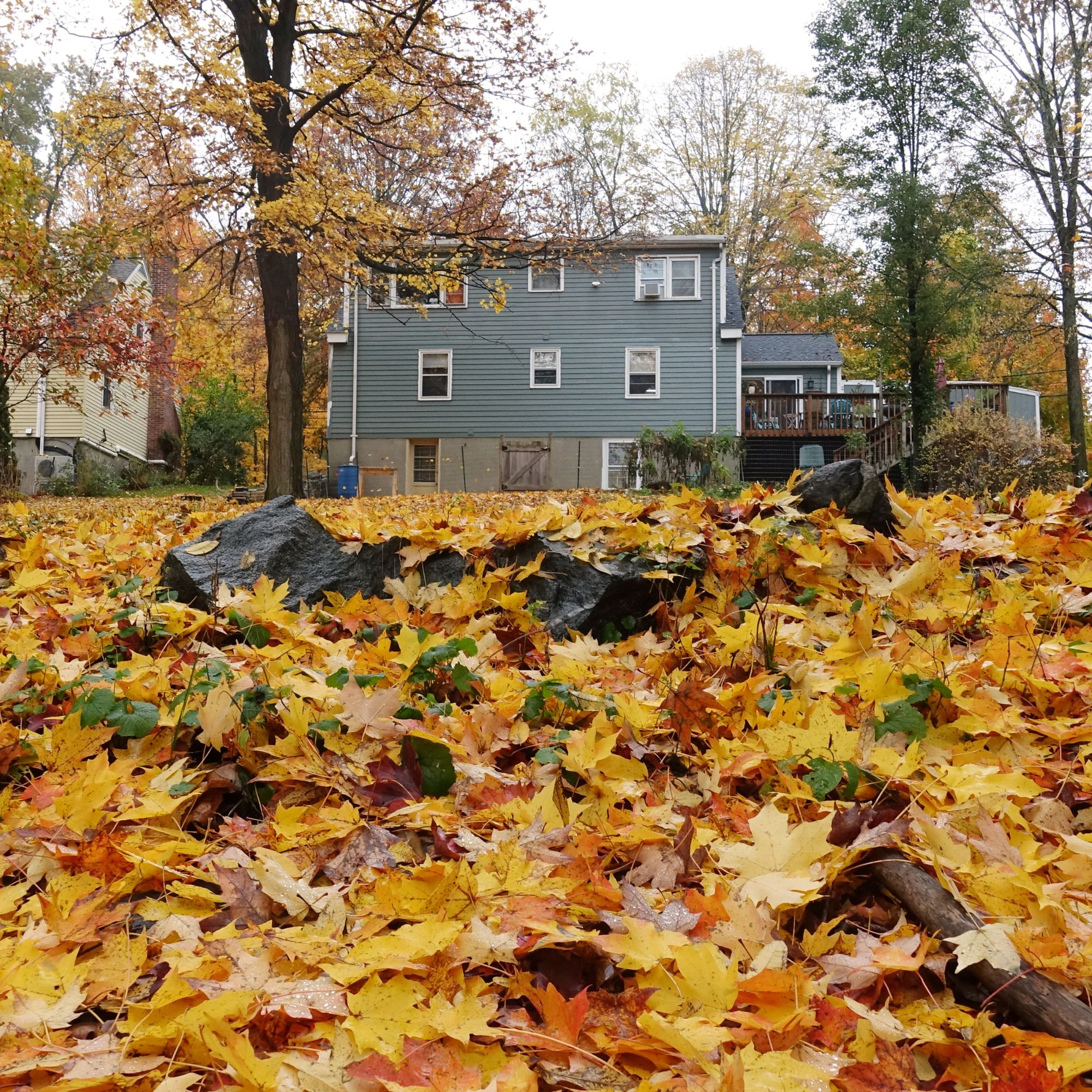 Wide shot a a large backyard and in Massachusetts during the fall with the house in the background -