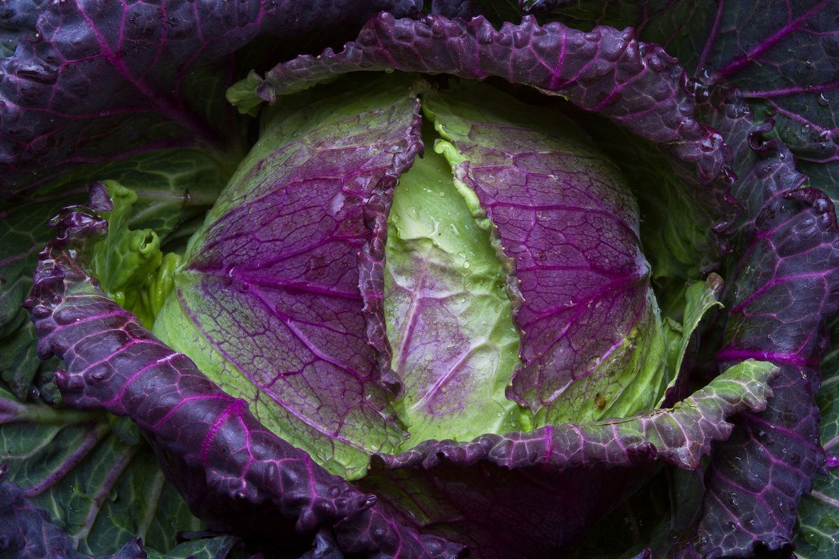 January King Cabbage Uses And Care When To Plant January King Cabbage