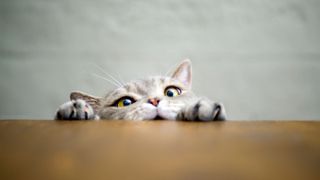 Cat looking over table