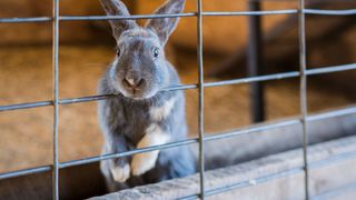 Grey bunny rabbit in hutch