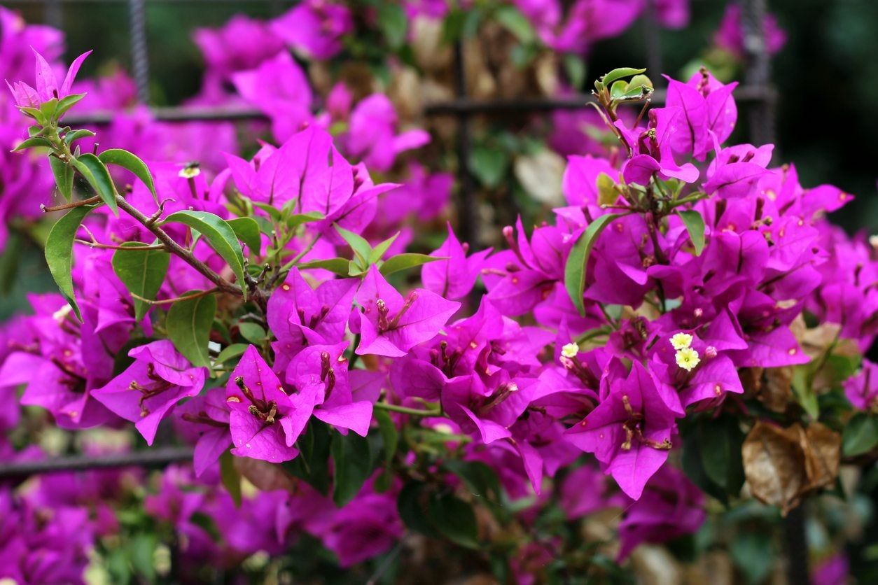 bougainvillea