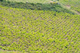 Catarratto wine vineyard