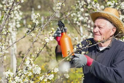 Gardener Spraying Plum Trees